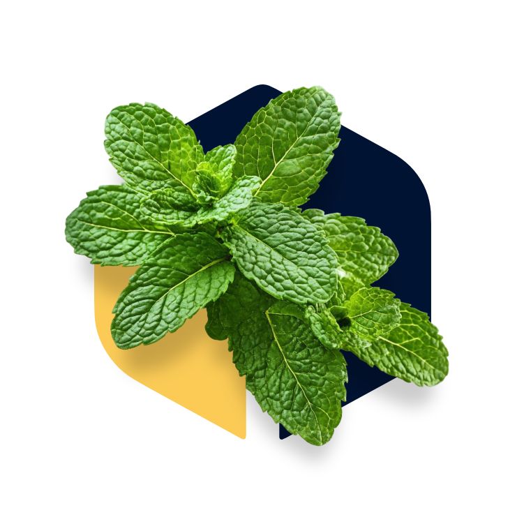Ervas Medicinais e Fitoterápicas